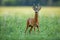 Dominant roe deer buck with massive antlers sniffing on a green field in summer