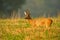 Dominant roe deer buck observing its territory with grass on antlers in summer