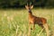 Dominant roe deer buck standing on stubble field in summer nature.