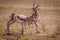 Dominant Springbuck rams fighting