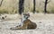 Dominant tigress in a pensive mood in the forest of Ranthambore.