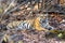 Dominant tigress resting in the shade of a tree in Bandhavgarh.