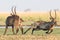 Dominant waterbuck running off another buck