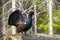 Dominant western capercaillie lekking on the fallen tree trunk