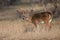 The dominant whitetail buck