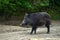 Dominant wild boar