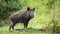 Dominant wild boar displaying on a hill near little spruce tree.