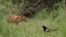 A dominant wild Red Fox Cub, Vulpes vulpes, feeding in the long grass at the entrance to its den. It is surrounded by its siblings