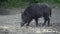Dominating wild boar