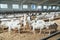 Dominator Male Goat with large Horns surrounded by Goat Females in Roofing Shed on industrial Dairy Farm