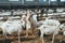 Dominator Male Goat with large Horns surrounded by Goat Females in Roofing Shed on industrial Dairy Farm