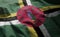 Dominica Flag Rumpled Close Up