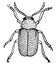 Dominican Beetle, vintage illustration