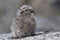 Dominican gull chick sitting on the rocks