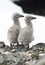 Dominican gull chicks.