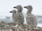 Dominican gull chicks.