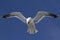 Dominican gull that screams and soars in the sky