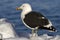 Dominican gull is sitting on the snow a winter day