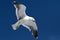 Dominican gull soaring in the blue sky