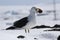 Dominican gull standing on snow with sea urchin