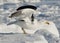 Dominican gull on takeoff.