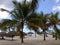 Dominican Republic palm three green hotel trip hotel vegetation flora Don Juan Boca Chica sea-sand sky blue
