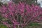 Don Egolf chinese redbud in blossom.