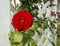 Don juan red climbing rose on garden trellis on a sunny day
