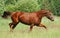 Don red sorrel mare