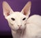 Don Sphinx cat closeup portrait