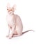 Don Sphinx (DONSPHINX) cat