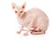 Don Sphinx (DONSPHINX) cat