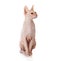 Don Sphinx (DONSPHINX) cat