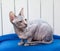Don Sphynx kitten sitting on blanket aginst white heater