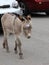 Don`t feed the baby donkeys, Oatman Arizona