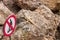 Don`t step on the Armadillo Girdled lizard