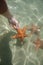 Don\'t touch the starfish