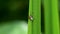 Donacia semicuprea, leaf beetles, beetle, donaciinae
