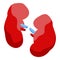 Donate organs kidneys icon, isometric style