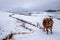 Dongchuan, Yunnan Red Land Farmer in snowy farmland