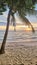 Dongtan Beach Pattaya Jomtien Thailand, palm trees on the beach during sunset