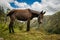 A donkey above canyon on Quilotoa loop trail, Ecuador