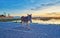 Donkey alone walking on a road at sunset. Loneliness concept