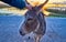 Donkey alone walking on a road at sunset. Loneliness concept