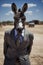 donkey animal in the form of a man in a suit and sunglasses, a joke on the boss, director, generative ai