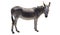 Donkey animal isolated on white