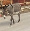 Donkey in Arizona