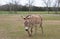 A donkey, or ass,  Equis Africanus Asinus nibbles on grass in a field