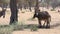 Donkey or ass equus africanus asinus pan in the hot desert sun in the United Arab Emirates.
