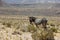 Donkey in Atacama desert